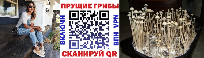 хочу наркоту  Кирсанов  Псилоцибиновые грибы Magic Shrooms 